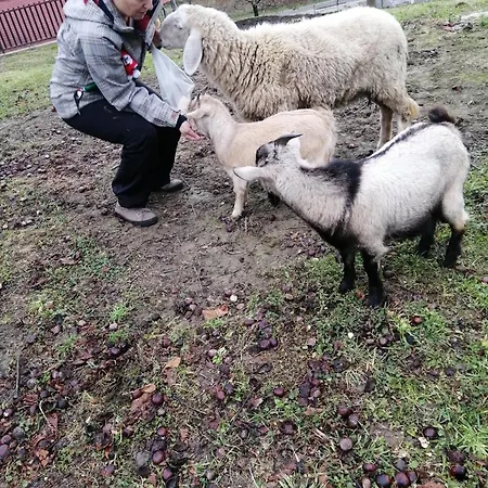 Ranc Polo Velka Sobe