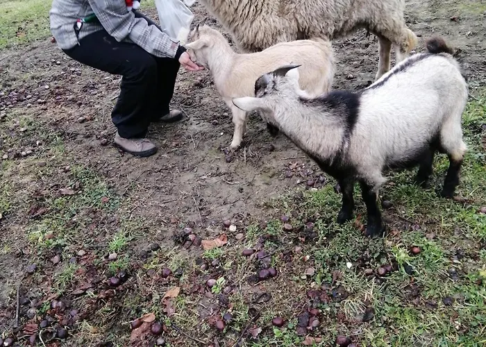 Ranc Polo Velka Sobe